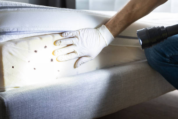 Best Flea Control Services  in Richmond, KY