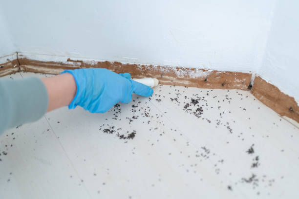 Reliable Richmond, KY Pest Control Solutions